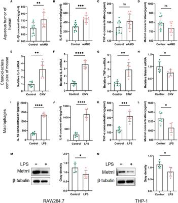 Metrnl inhibits choroidal neovascularization by attenuating the choroidal inflammation via inactivating the UCHL-1/NF-κB signaling pathway